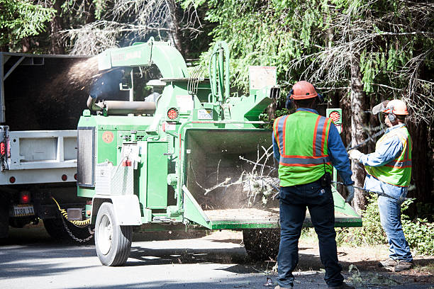 Best Tree Preservation Services  in Oakwood, PA