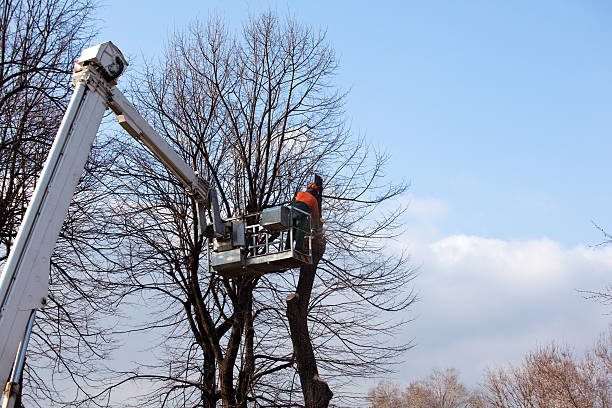 Best Tree Cabling and Bracing  in Oakwood, PA